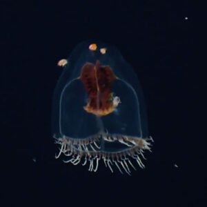 Module 4 <b>–</b> <br> Protection of the marine environment from activities  carried out in the Area